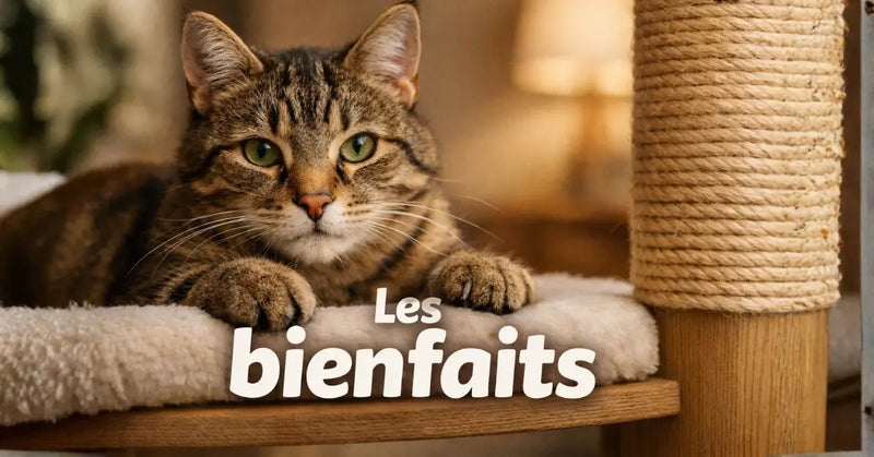 Quels sont les bienfaits de l'arbre à chat ?