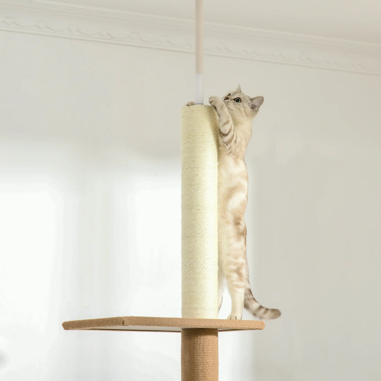 Chat debout qui griffe le poteau sisal d'un arbre à chat sol plafond design naturel