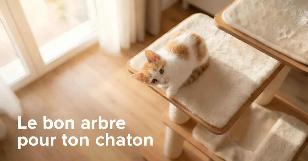 Quel arbre à chat pour un chaton ?