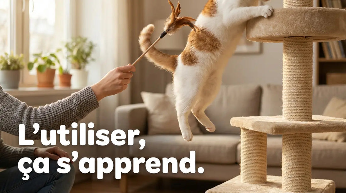 Comment utiliser un arbre à chat ?