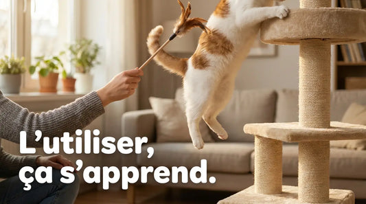 Comment utiliser un arbre à chat ?