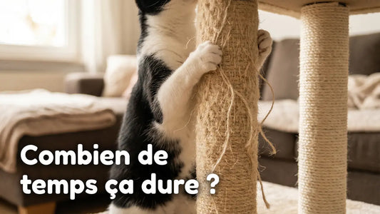 Quelle est la durée de vie d'un arbre à chat ?