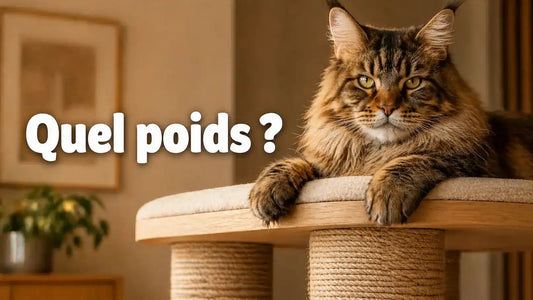 Quel poids un arbre à chat doit-il pouvoir supporter ?