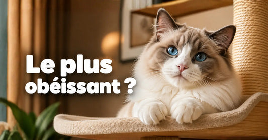Quelle est la race de chat la plus obéissante ?