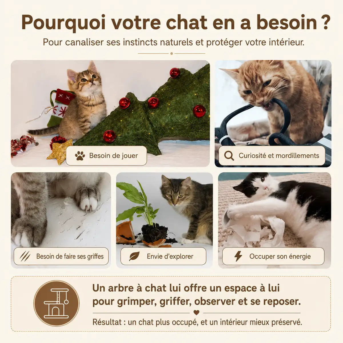 Infographie montrant cinq besoins naturels du chat : jouer, explorer, faire ses griffes, mordiller et dépenser son énergie avec photos illustratives.