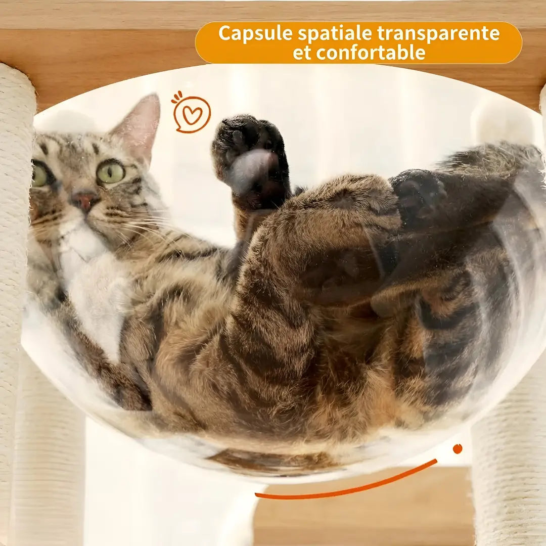 Chat tigré installé à l'intérieur de la capsule spatiale transparente et confortable de l'arbre à chat en bois