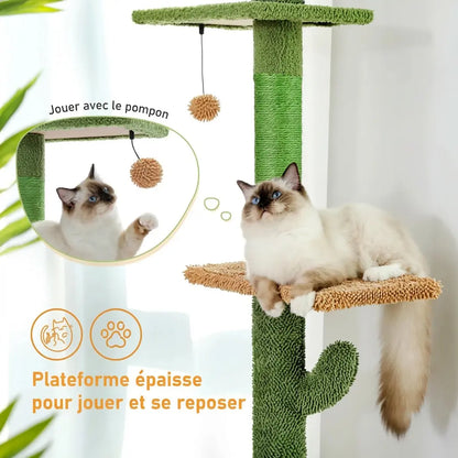 Chat ragdoll allongé sur la plateforme épaisse de l'arbre à chat cactus qui joue avec un pompon suspendu