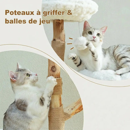 Chat gris qui joue avec la balle suspendue au poteau griffoir de l'arbre à chat fleur