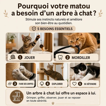 Infographie pédagogique montrant les cinq besoins essentiels du chat : jouer, mordiller, faire ses griffes, explorer et se détendre avec des photos de chats en action.