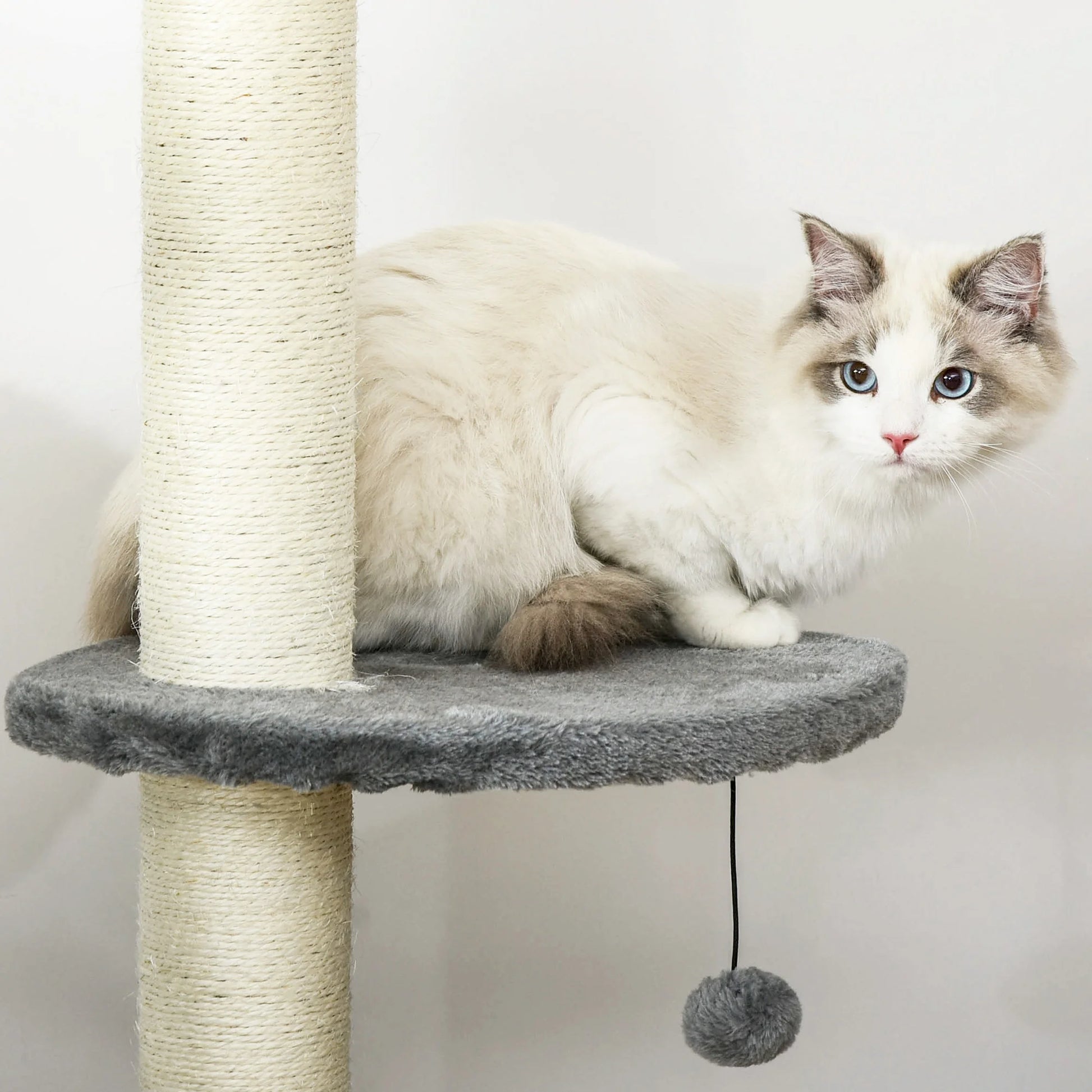 Chat sur plateforme ronde d'un arbre à chat plafond avec poteau en sisal et pompom suspendu
