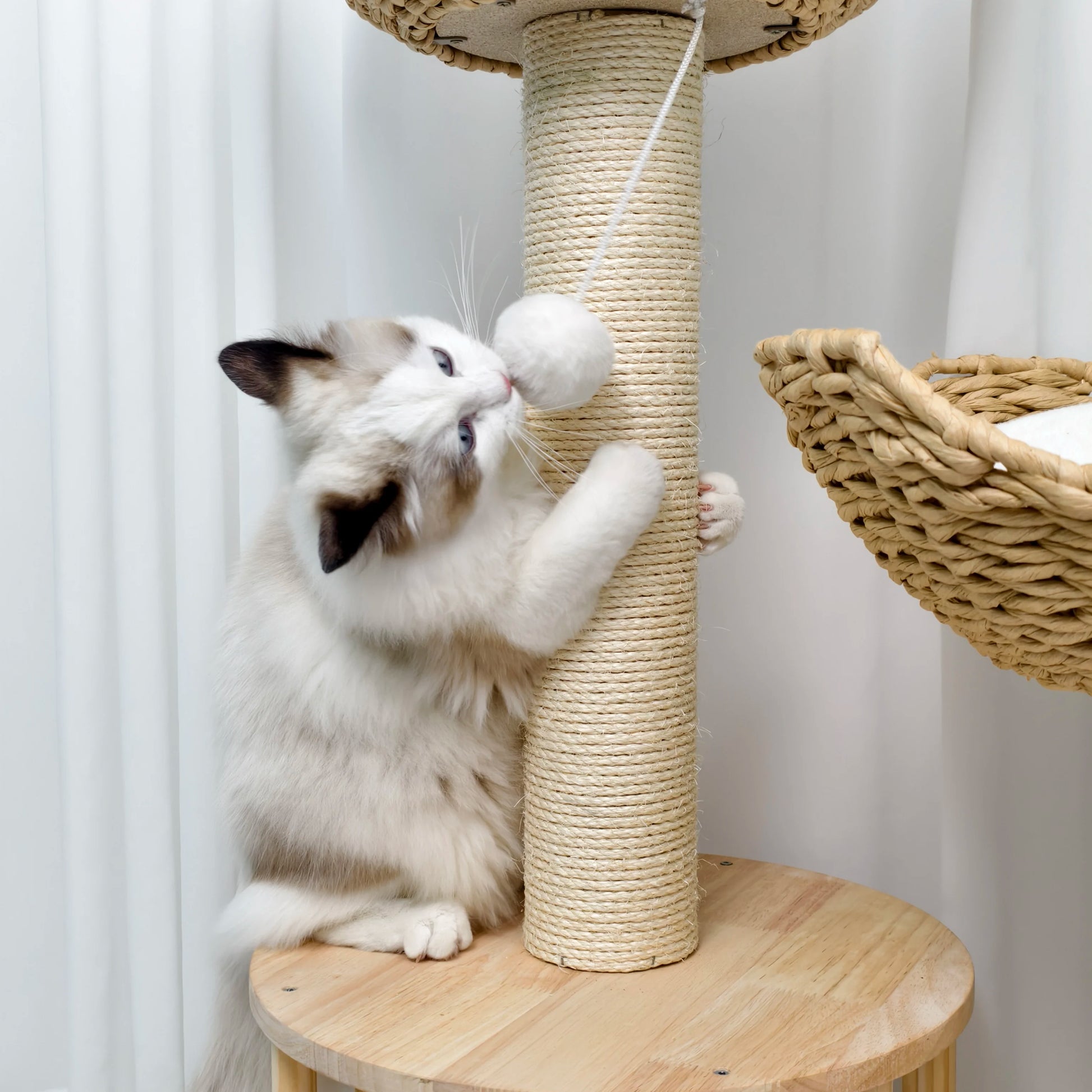 Chat blanc debout qui griffe activement le poteau en sisal de l'arbre à chat rotin avec balle suspendue